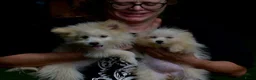 Kruising honden te koop: 6 Prachtige BooPom’s, 4 meiden🎀 2 jongens🧢 - Advertentie 3