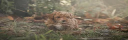 Poedel Toy honden te koop: 5 lieve Mini Toy Poedel pups zoeken een fijn thuis - Advertentie 4