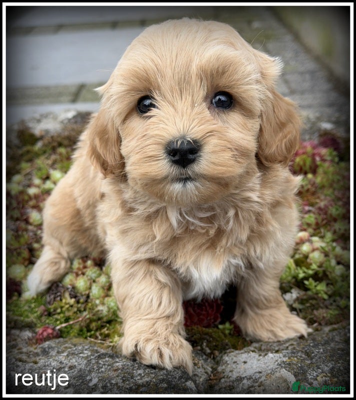 Maltipoo honden Maltipoo pup reutje - Advertentie 1