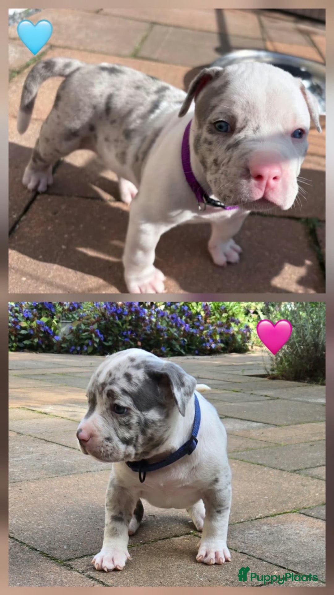 Amerikaanse Bully honden American bully - Advertentie 1