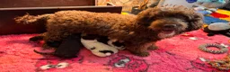 Spaanse Waterhond honden te koop: Spaanse Waterhond pups - Advertentie 1