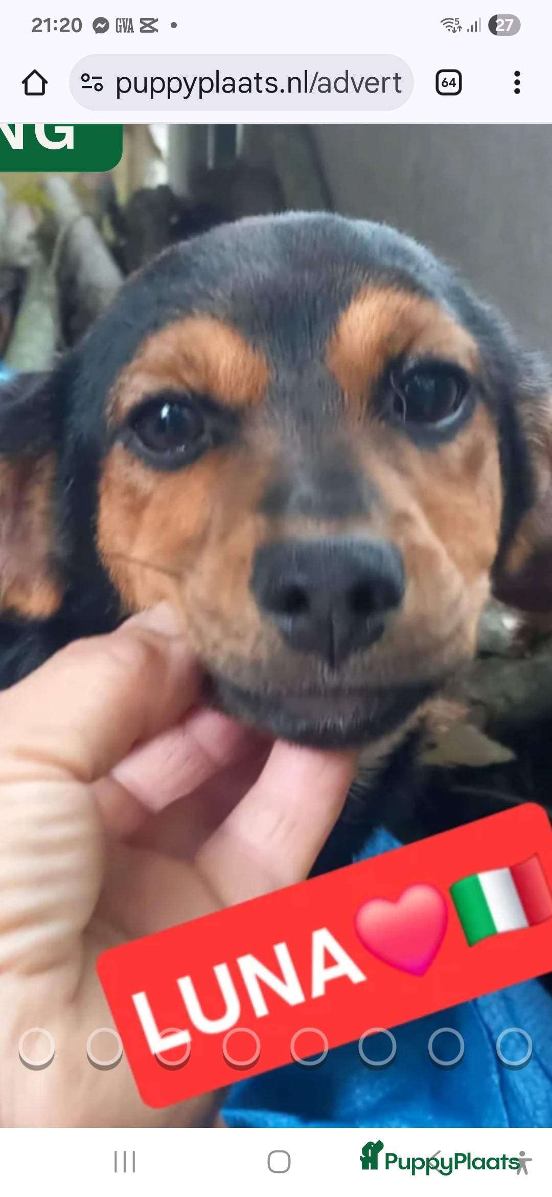 Kruising honden te koop: Luna italiaanse pup zoekt baasje - Advertentie 4