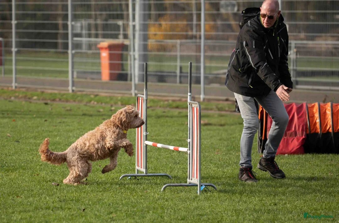 Australian Labradoodle honden te koop: Australian labradoodle (medium) - Advertentie 3
