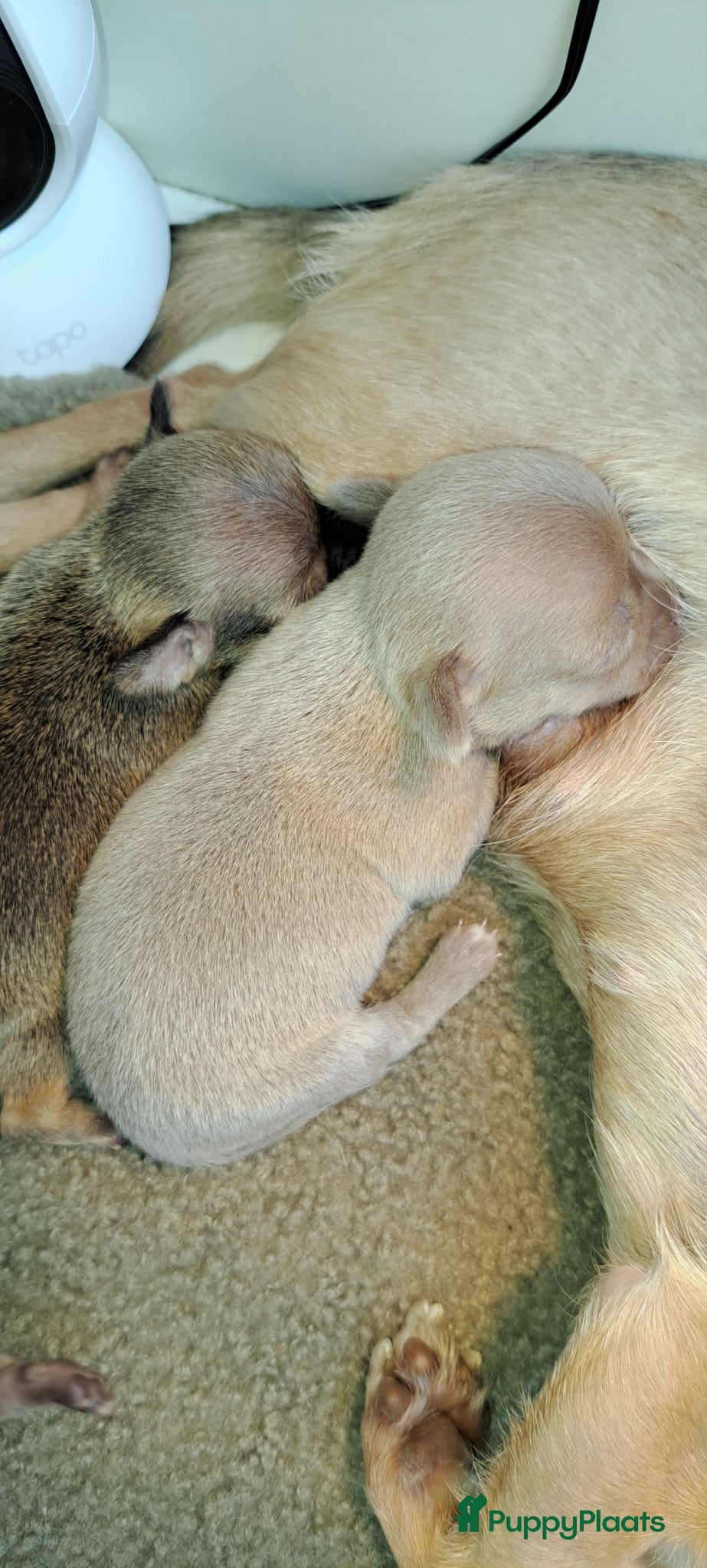 Chihuahua honden Prachtige volras chihuahua pups - Advertentie 1