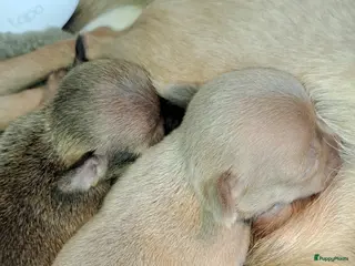 Chihuahua honden Prachtige volras chihuahua pups - Advertentie 1