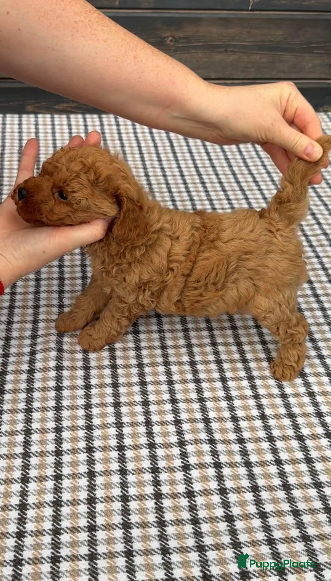 Poedel Toy honden te koop: Toypoedel pups  - Advertentie 2