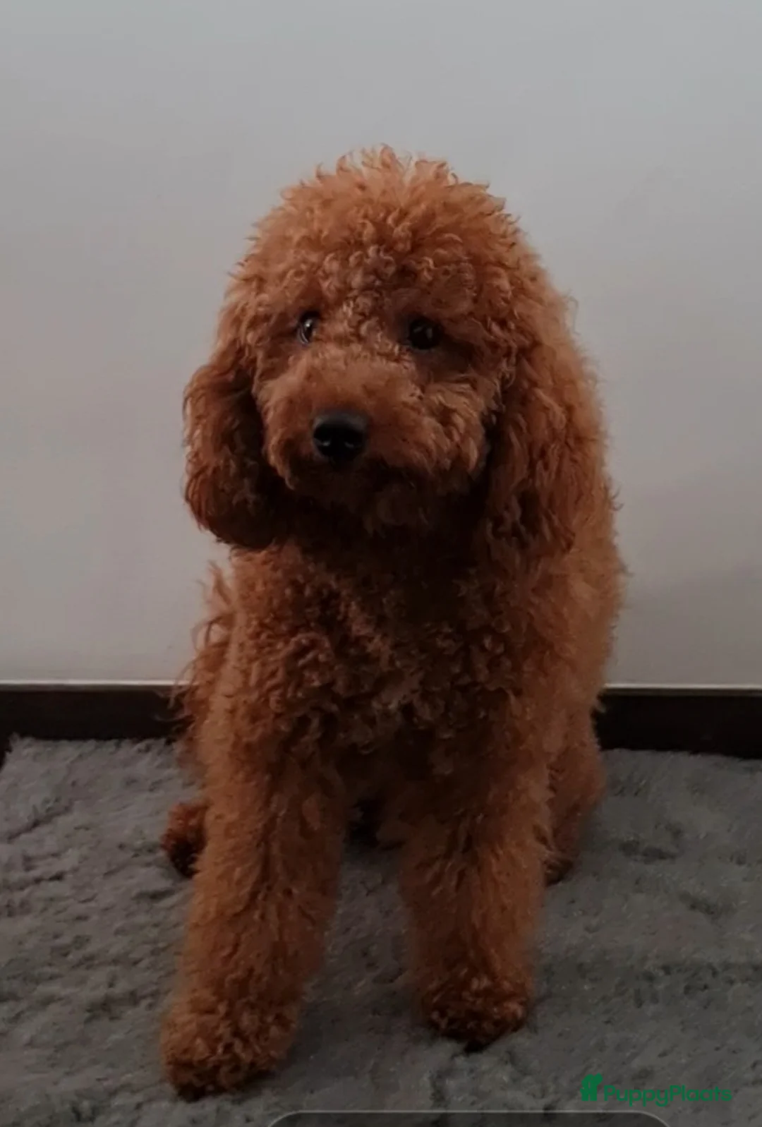 Dwergpoedel honden ter dekking: rode dwergpoedel dekreu (NIET te koop) in Budel - Advertentie 3