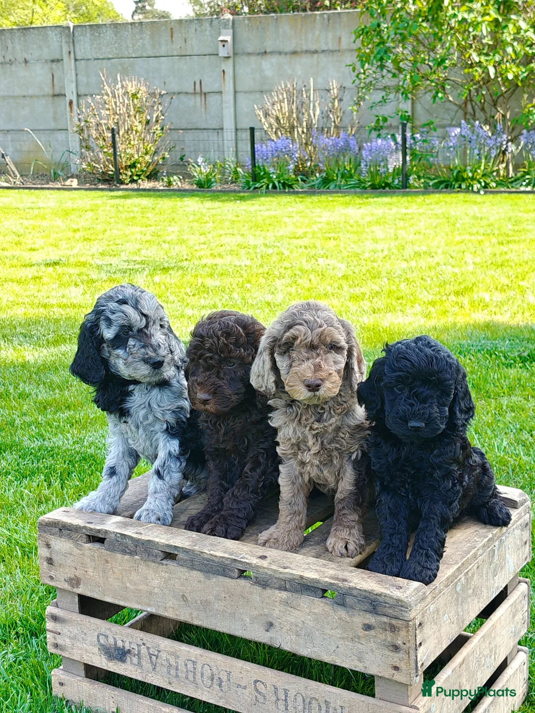 Kruising honden te koop: Prachtig nestje multigen medium doodles - Advertentie 2