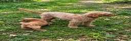 Labradoodle honden te koop: Labradoodle pups Medium - Advertentie 1