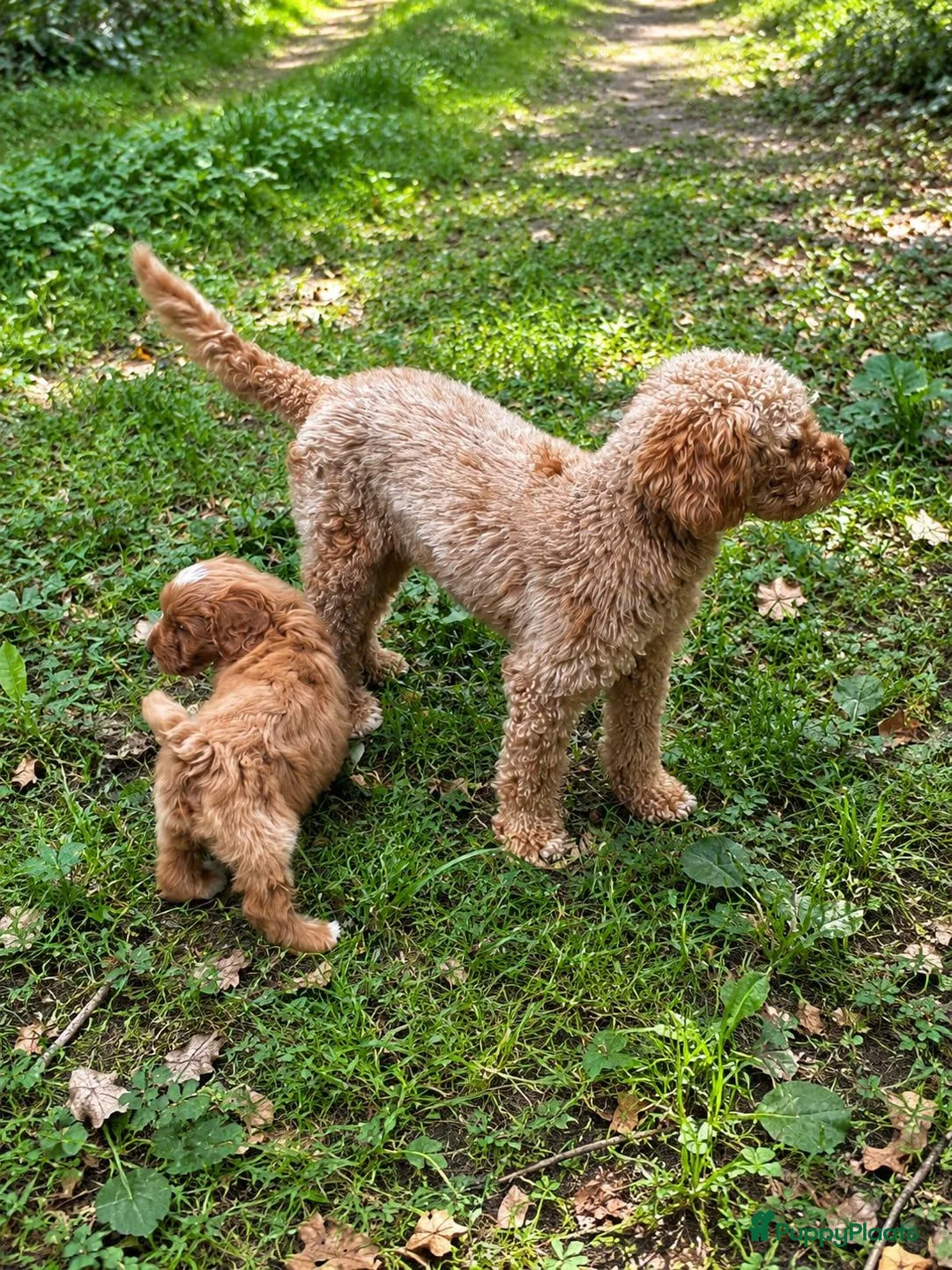 Labradoodle honden te koop: Labradoodle pups Medium - Advertentie 1