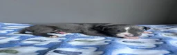 American Staffordshire Terriër honden te koop: American Staffordshire Terrier-pups - Advertentie 8