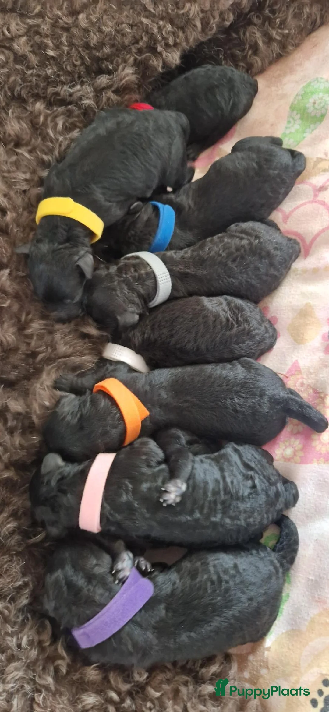 Kruising honden te koop: Medium Multigen labradoodle pups - Advertentie 1