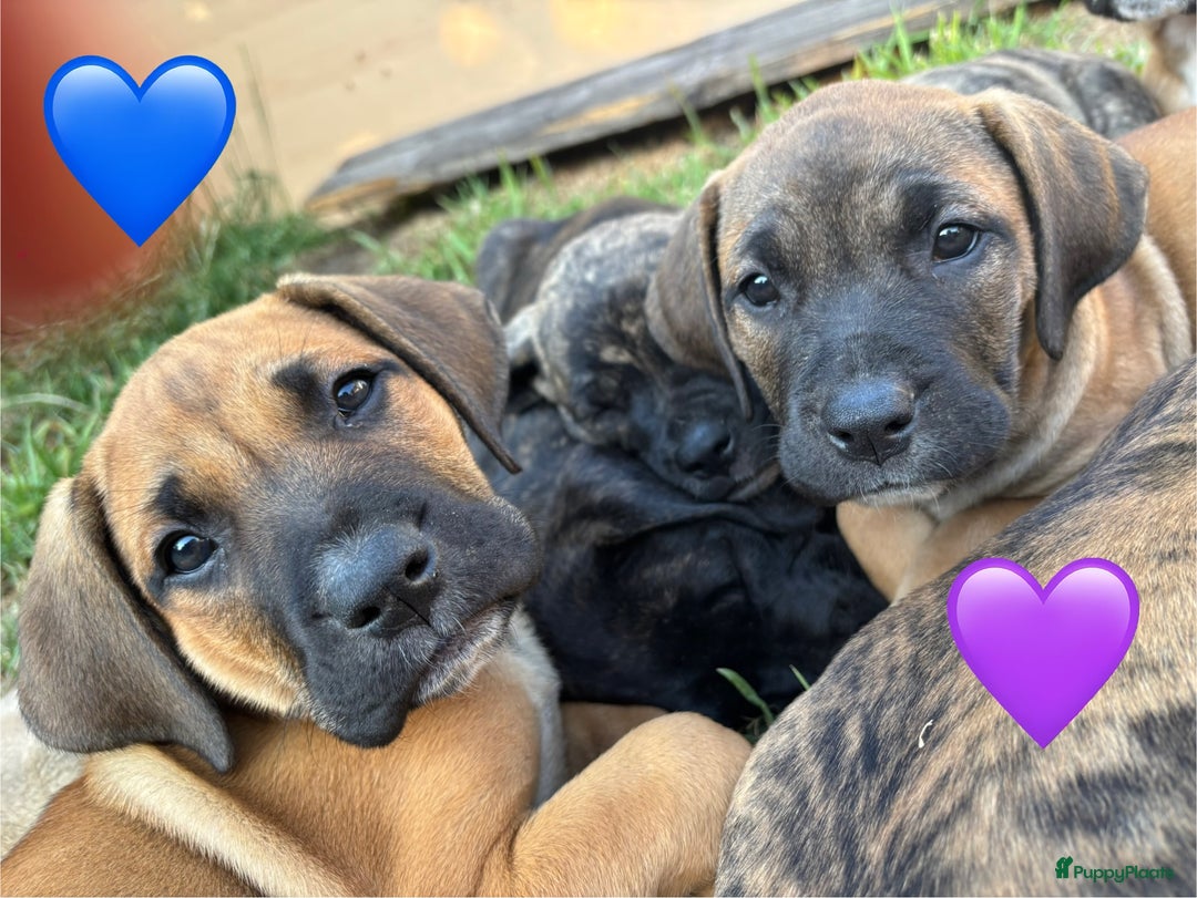 Kruising honden te koop: Mooie Presa/Fila 🥰 mastiff pups zoeken personeel  - Afbeelding 23
