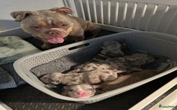 Amerikaanse Bully honden te koop: Exotic/Pocket Amerikaanse Bully Pups - Afbeelding 14