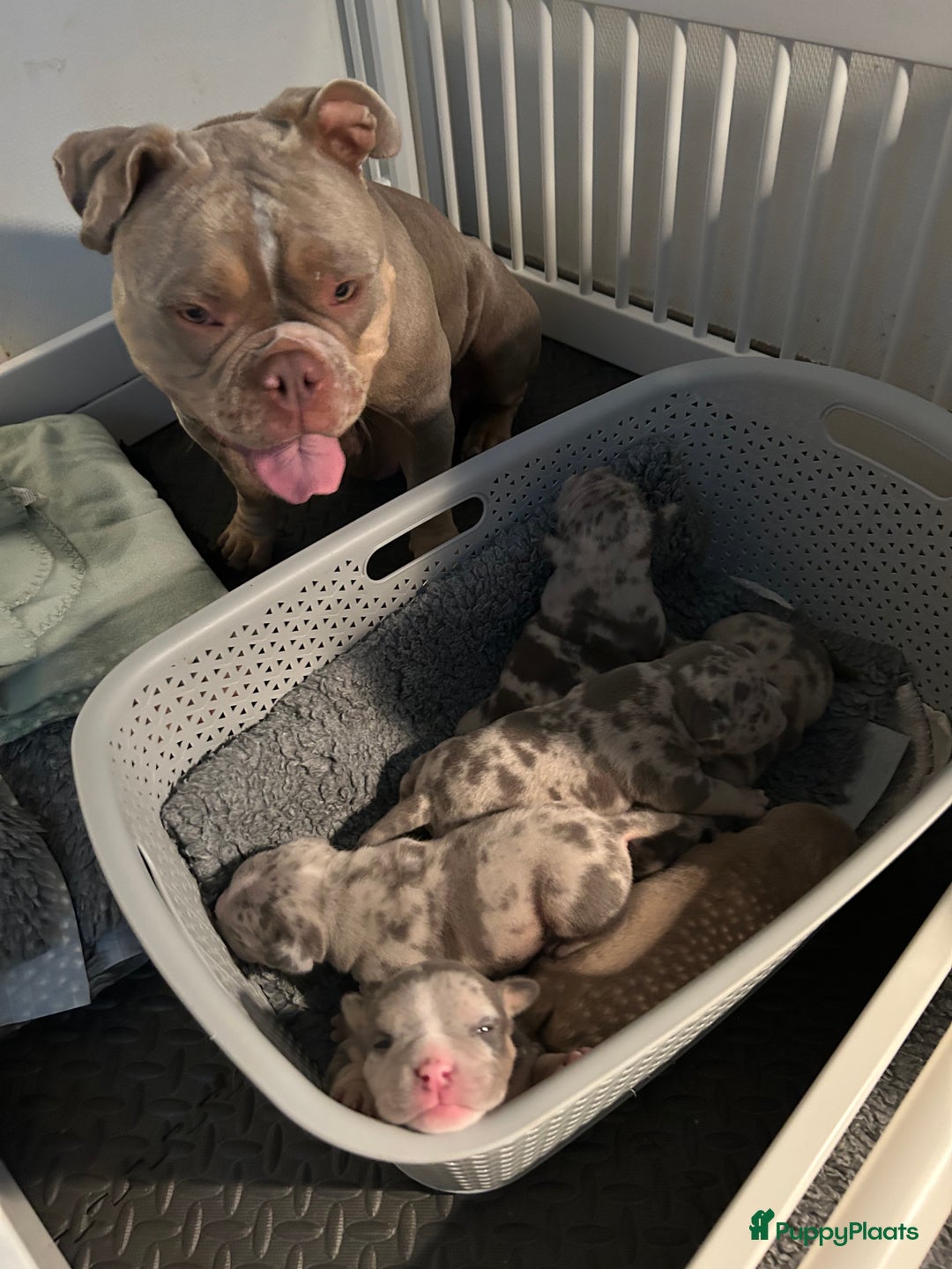 Amerikaanse Bully honden te koop: Exotic/Pocket Amerikaanse Bully Pups - Afbeelding 14