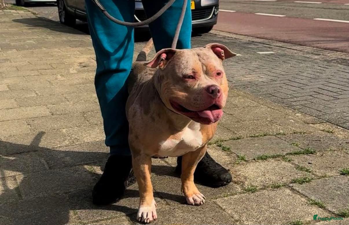 Amerikaanse Bully honden American bully pocket pup reu - Advertentie 1