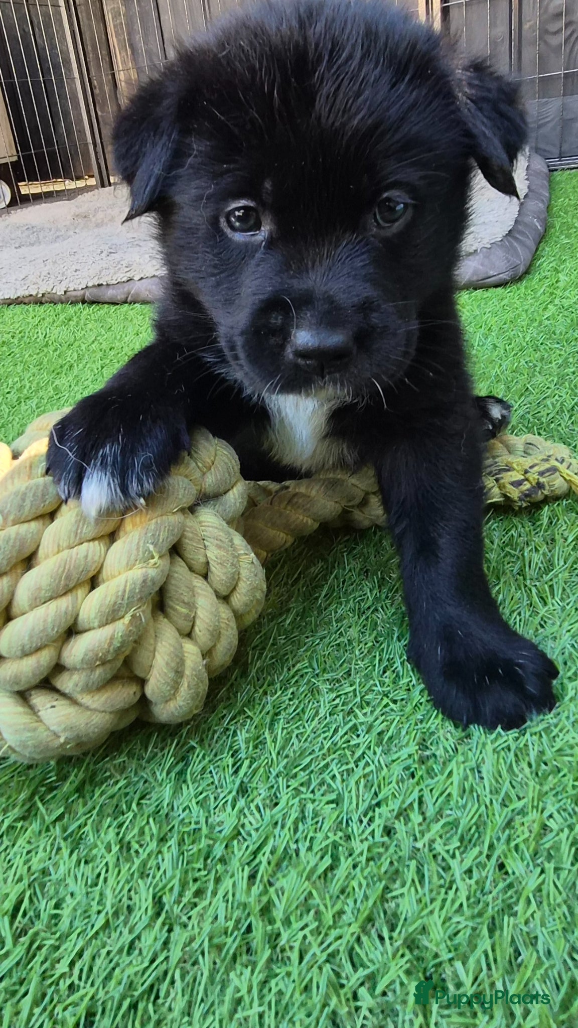 Kruising honden te koop: Labrakita pups (Labrador x Akita) Loyaal & speels - Advertentie 15