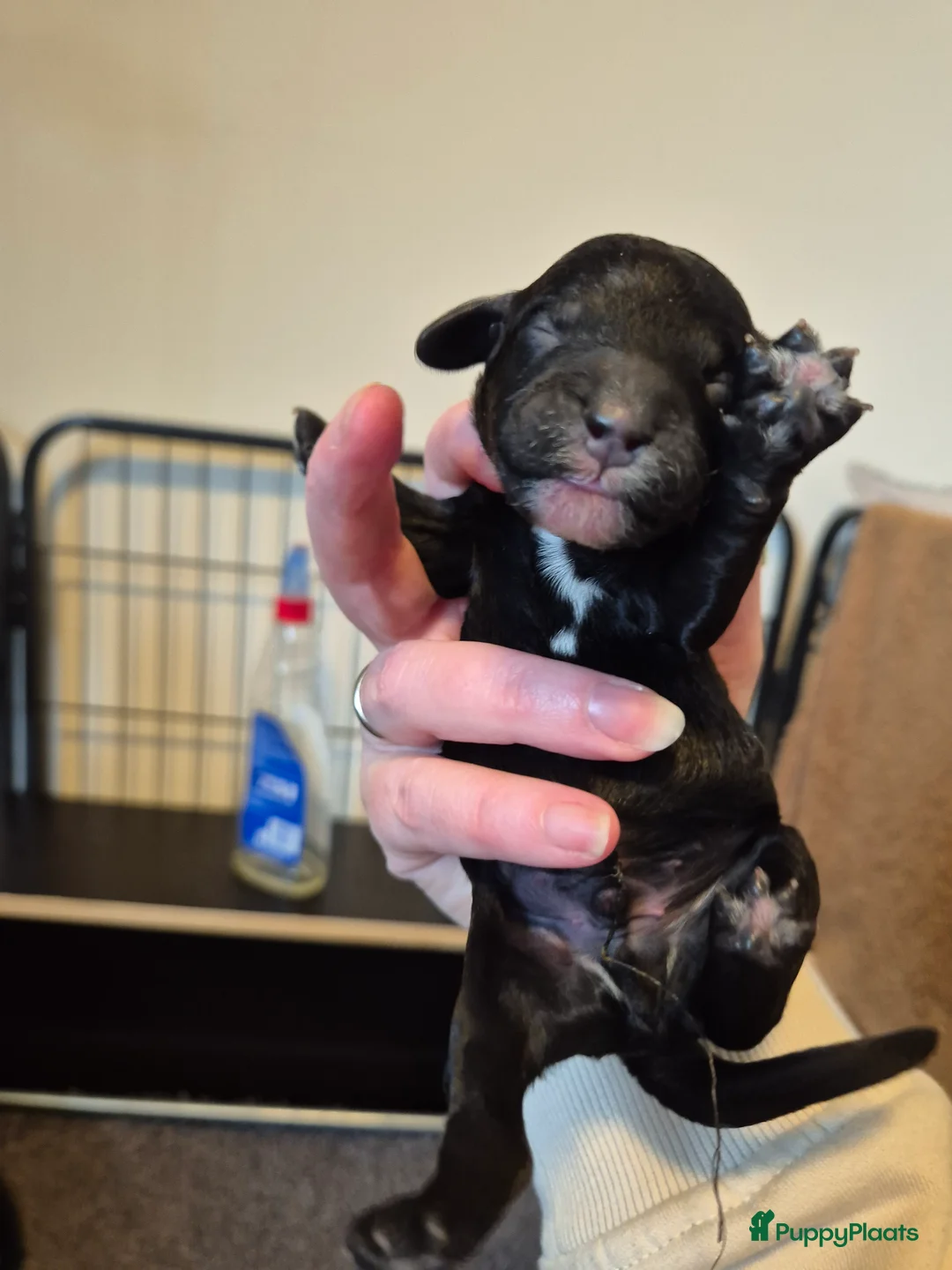 Cockapoo honden te koop: Cockapoo puppy's  - Advertentie 1