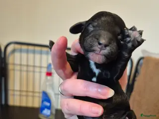 Cockapoo honden Cockapoo puppy's - Advertentie 3