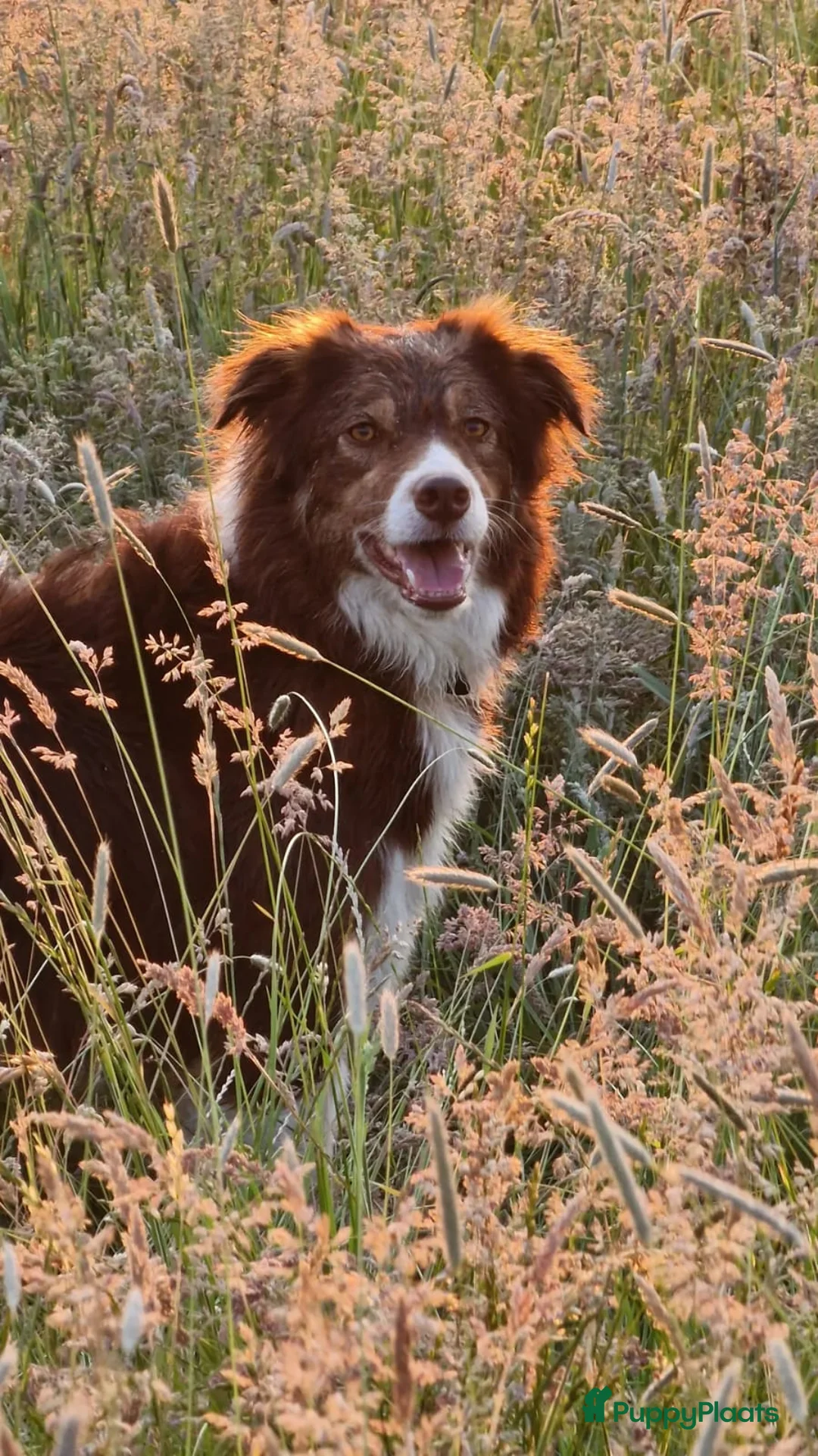 Border Collie honden te koop: Border collie pup - Advertentie 19