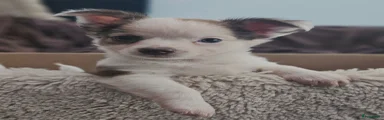 Chihuahua 2