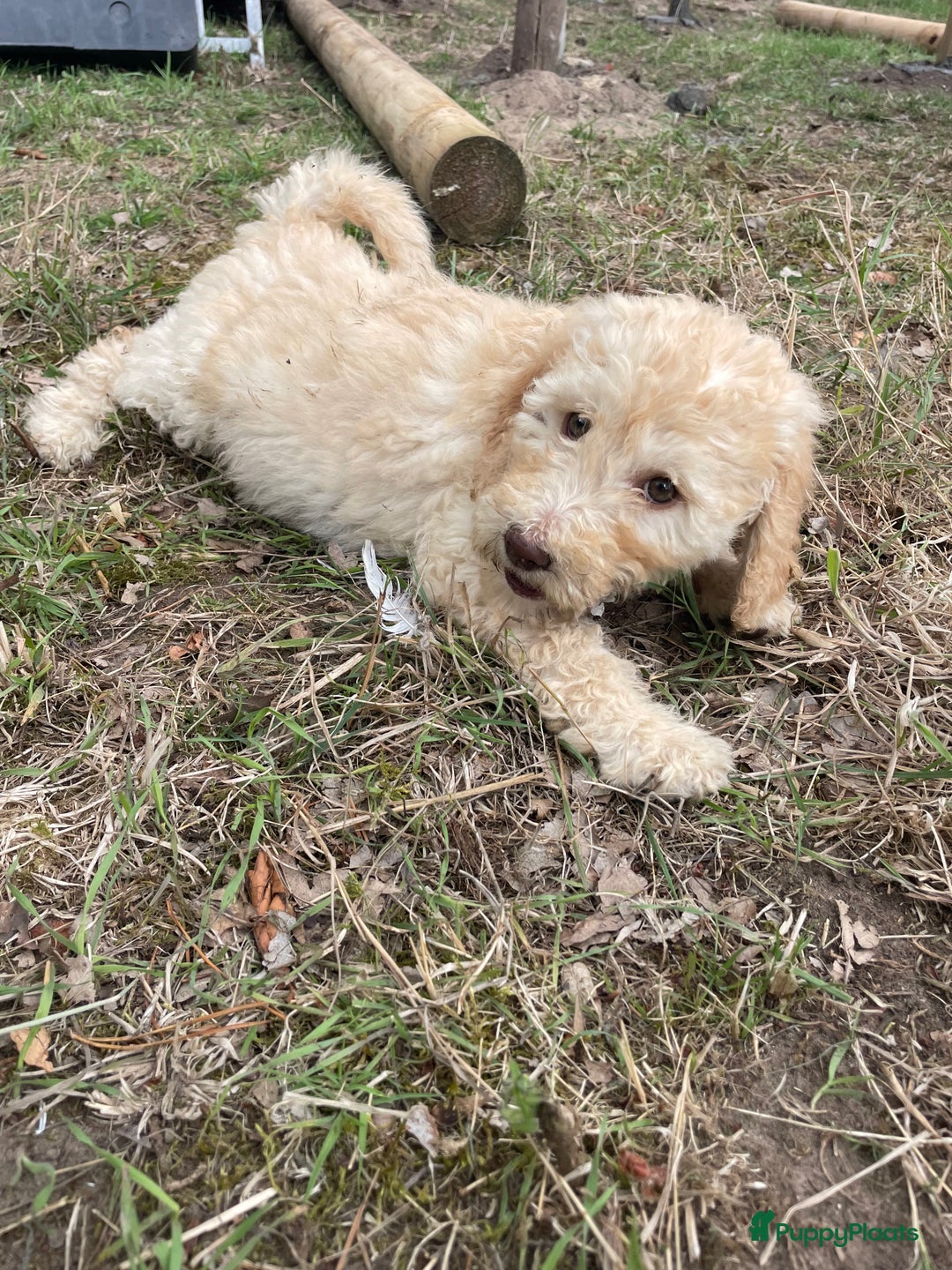 Labradoodle honden te koop: Mooie Labradoodle pups! - Afbeelding 6