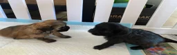 Shihpoo honden te koop: Prachtige shihpoo pups 1 reutje en 4 teefjes - Advertentie 9