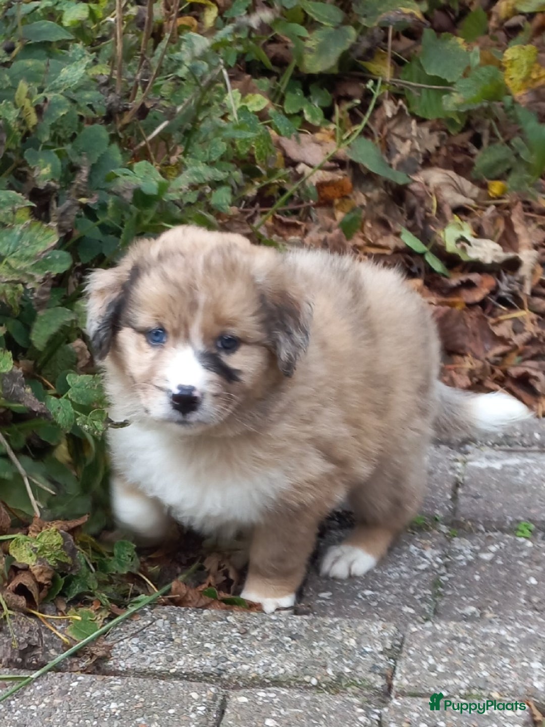 Kruising honden te koop: Mooie pups  mogen weg in de week van 27 november - Advertentie 16