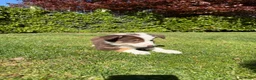 Kruising honden te koop: Australian Shepherd x Border Collie pups - Advertentie 21