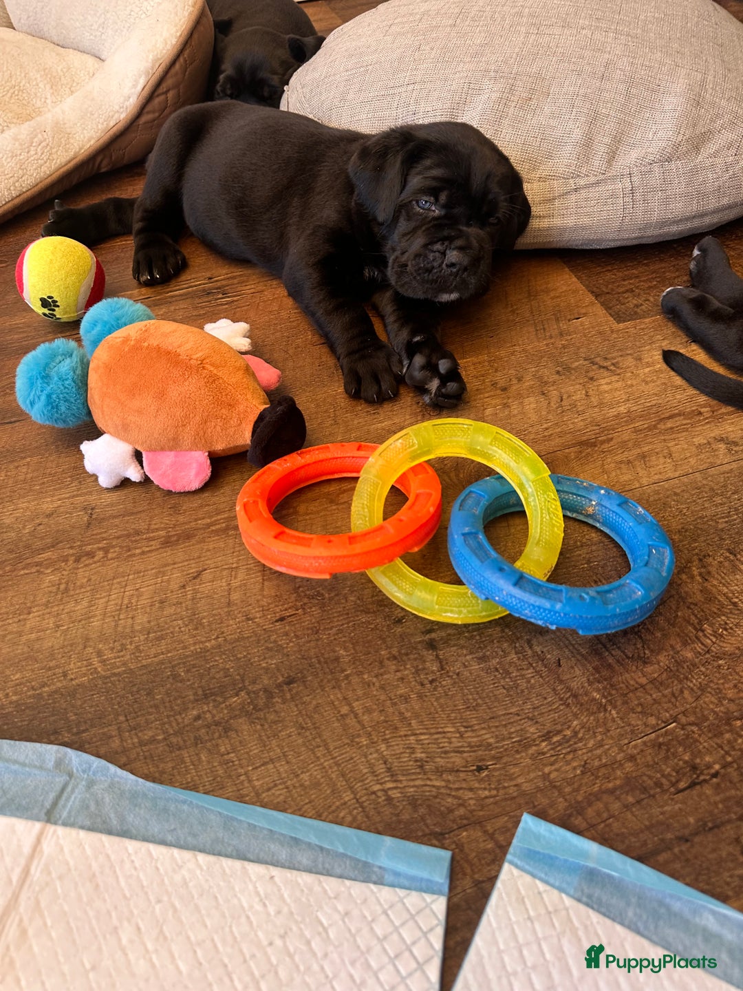 Cane Corso honden te koop: Cane corso 7 puppy’s - Afbeelding 9