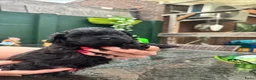 Shihpoo honden te koop: Nog twee puppy’s beschikbaar  - Advertentie 13