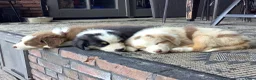 Australian Shepherd honden te koop: Austrailian shepherd pups  - Advertentie 9