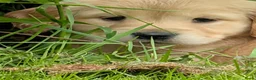 Kruising honden te koop:  Goldencocker pups goldenretriever x engelsecocker - Advertentie 3