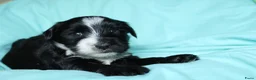 Tibetaanse Terriër honden te koop: Tibetaanse terrier pups met stamboom  - Advertentie 8