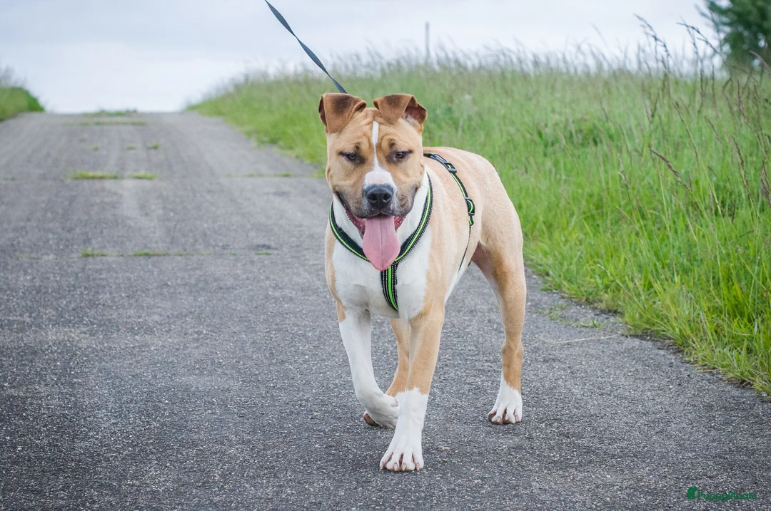 American Staffordshire Terriër honden te koop: Kay - 9 maanden American Staffordshire Terrier FCI - Advertentie 2
