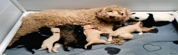 Australian Labradoodle honden te koop: Aust. Labradoodle – sociaal&hypoallergeen - Advertentie 20