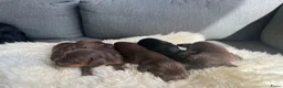 Engelse Cocker Spaniel honden te koop: Working cocker spaniel pups - Advertentie 5