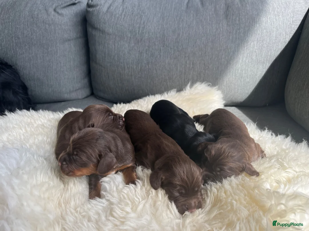 Engelse Cocker Spaniel honden te koop: Working cocker spaniel pups - Advertentie 5