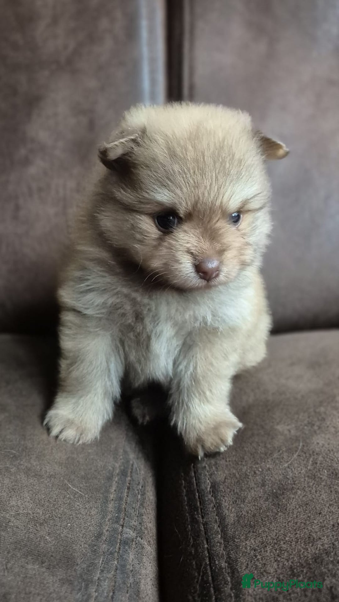 Pomsky honden te koop: Prachtige hondjes  - Advertentie 16