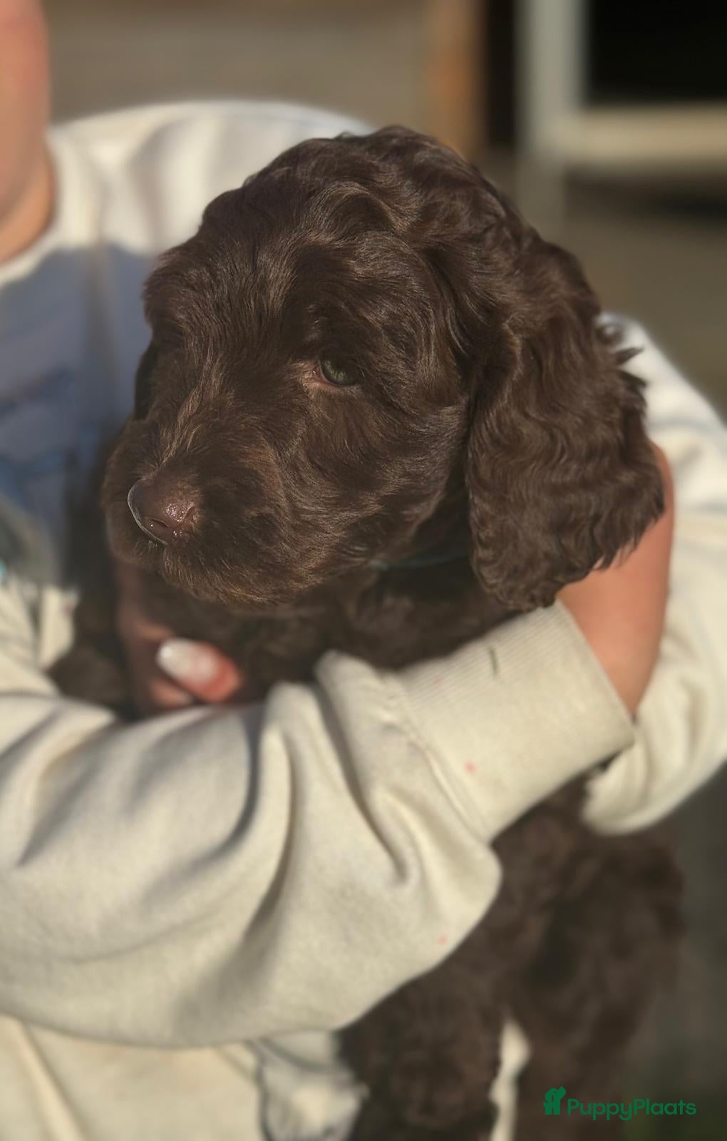 Kruising honden Fleece doodles  - Advertentie 2