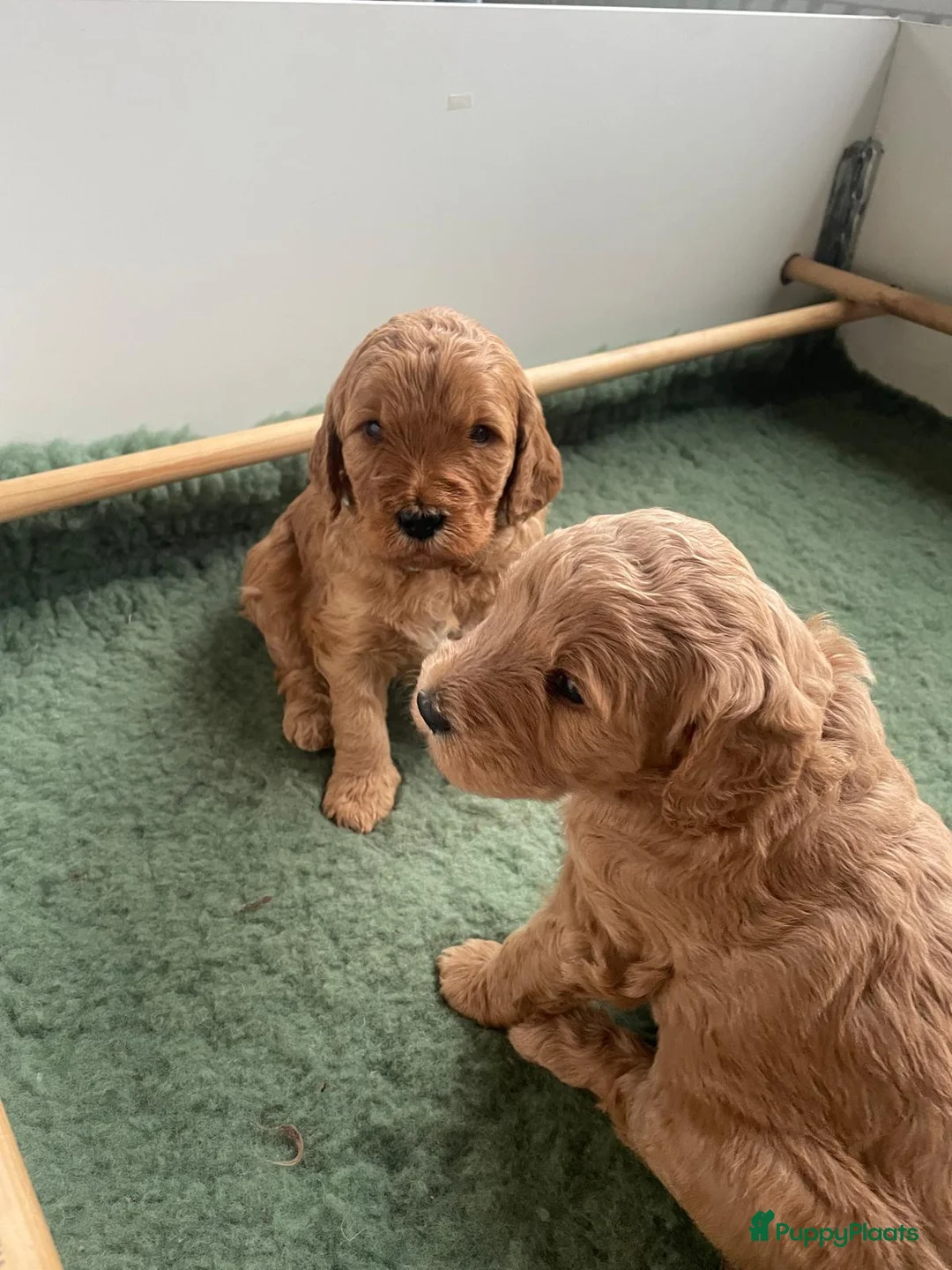 Kruising honden te koop: Goldendoodle x Australische labradoodle pups - Advertentie 6