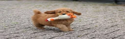 Cockapoo honden te koop: cockapoo pup, reutje - Advertentie 10