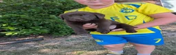 Labrador Retriever honden te koop: Prachtige super sociale labrador pups  - Advertentie 18