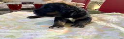 Bernedoodle honden te koop: unieke Bernedoodle pups - Advertentie 14