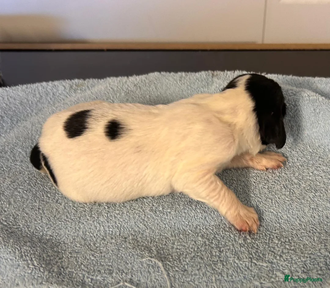 Engelse Springer Spaniel honden te koop: Engelse springer spaniël pups FCI stamboom - Advertentie 8