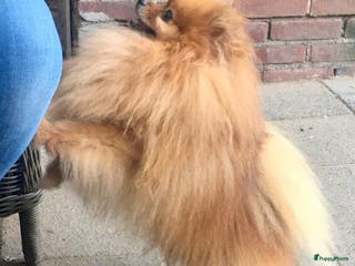 Pomeriaan honden Pomeriaan dek reu in Boxtel - Advertentie 5