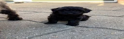 Australian Labradoodle honden te koop: Mini Labradoodle  - Advertentie 5
