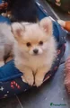 Pomchi Puppy 5