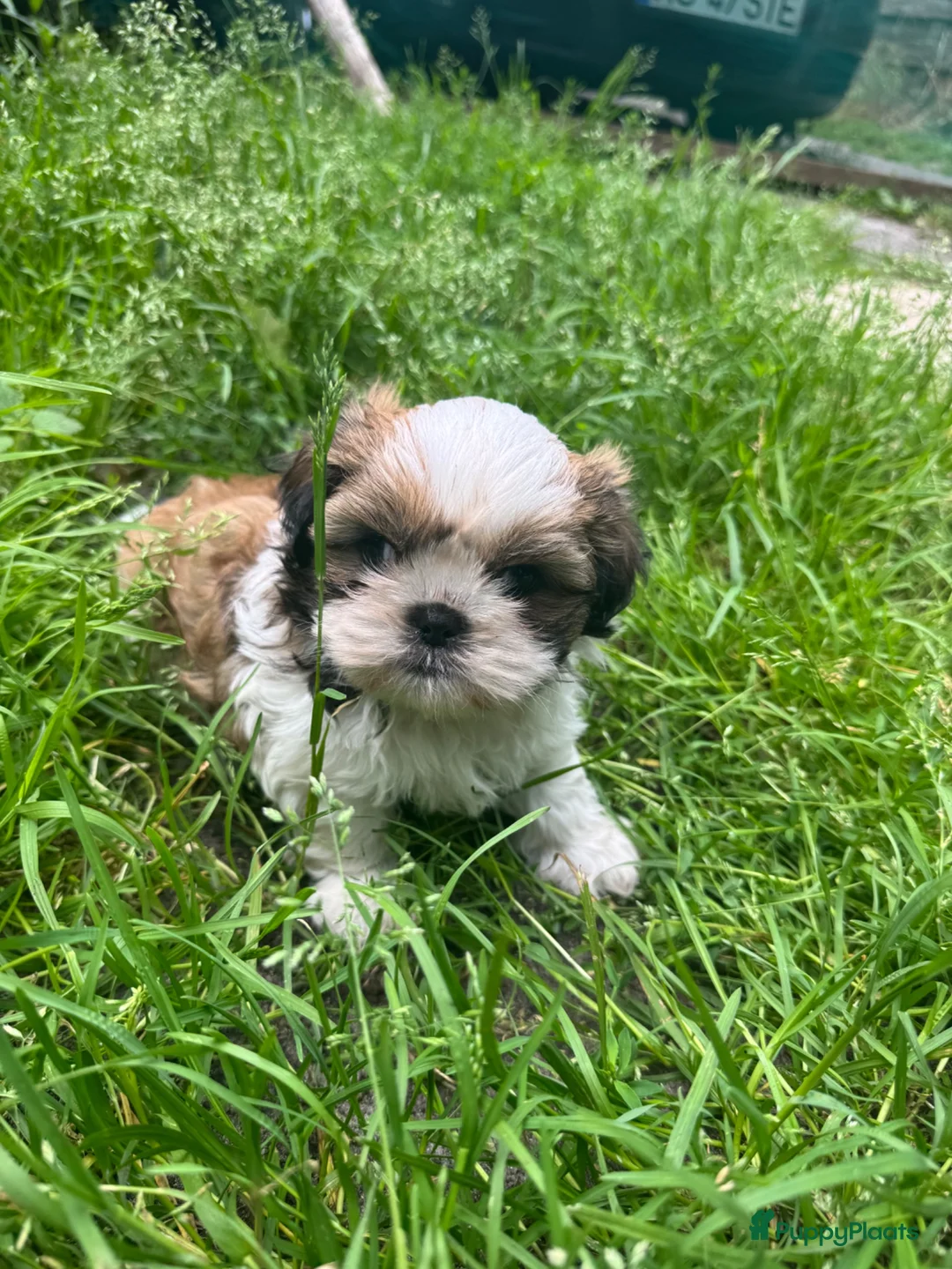 Shih Tzu honden te koop: Rashoeivere Shih Tzu-puppy's van 7 weken oud - Advertentie 1