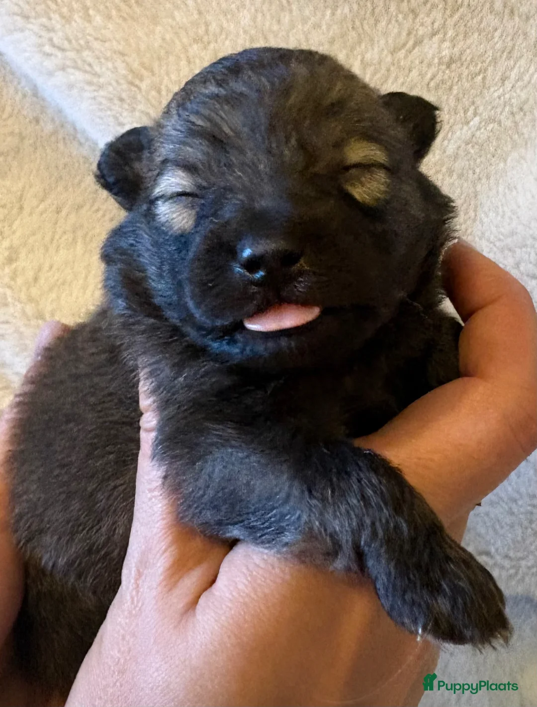 Keeshond honden te koop: Keeshond pups in Rijnsburg - Advertentie 9